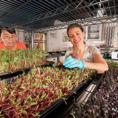 microgreens2 microgreens2